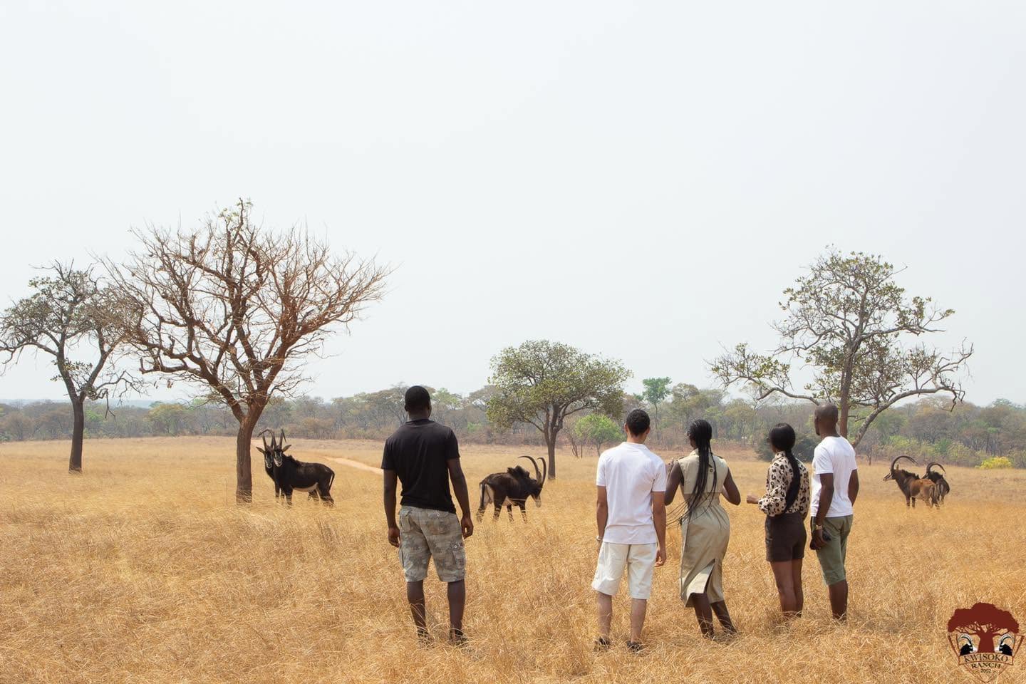 Guided Game Drive
